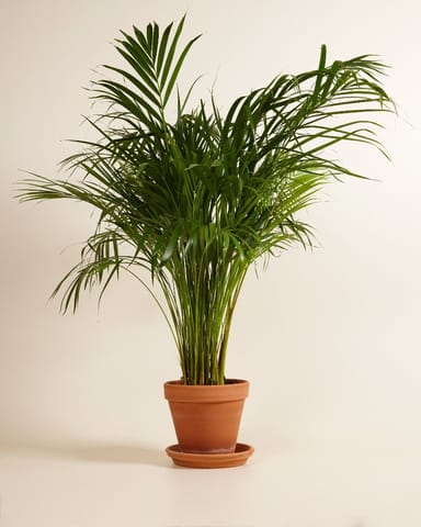 Dypsis Goldfruchtpalme Lutescens