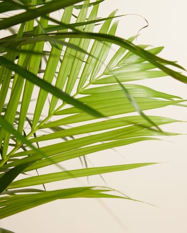 Dypsis Goldfruchtpalme Lutescens
