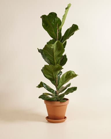 Ficus Fiddle Leaf Fig Lyrata