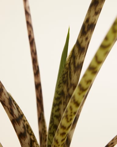 Alocasia Zebrapflanze Zebrina