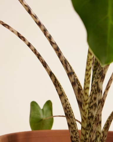 Alocasia Zebrapflanze Zebrina