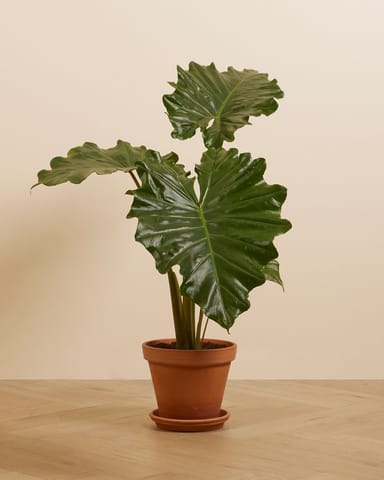 Alocasia Elefantenohr Portodora