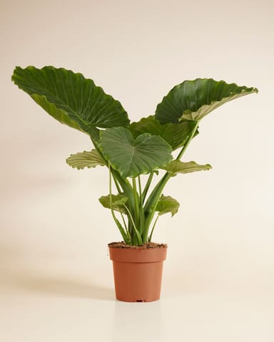 Alocasia Elefantenohr Gageana