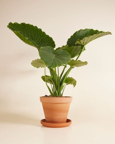 Alocasia Elefantenohr Gageana