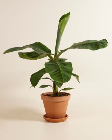 Musa Dwarf Cavendish Bananenpflanze  Bananenpflanze