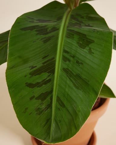 Musa Dwarf Cavendish Bananenpflanze  Bananenpflanze