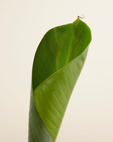 Musa Dwarf Cavendish Bananenpflanze  Bananenpflanze