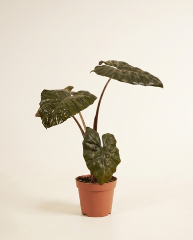 Alocasia Elefantenohr Yucatan Princess