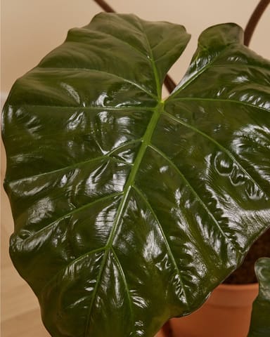 Alocasia Elefantenohr Yucatan Princess