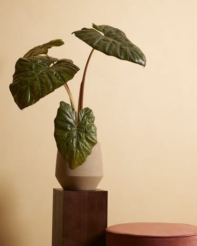 Alocasia Elefantenohr Yucatan Princess