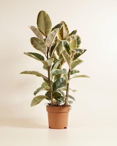 Ficus Rubber tree plant Tineke