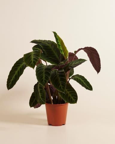Calathea Pfeilwurze Warscewiczii
