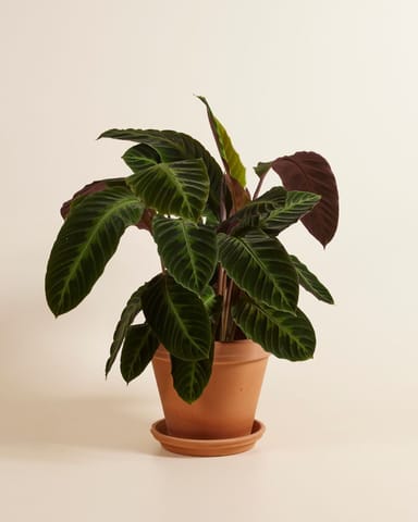Calathea Pfeilwurze Warscewiczii