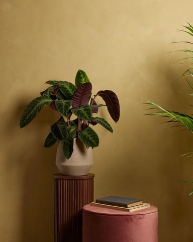 Calathea Pfeilwurze Warscewiczii