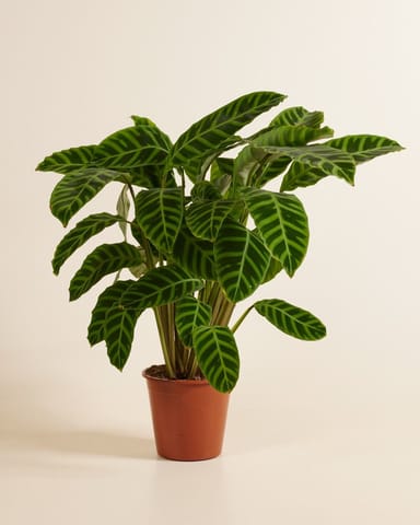 Calathea Pfeilwurze Zebrina