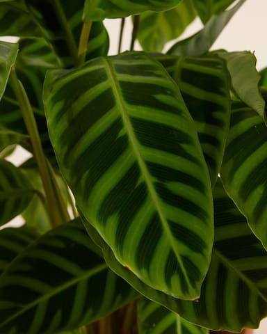 Calathea Pfeilwurze Zebrina