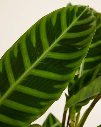 Calathea Pfeilwurze Zebrina