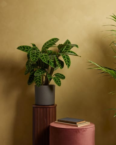 Calathea Pfeilwurze Zebrina
