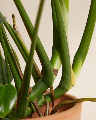 Monstera Deliciosa Fensterblatt Fensterblatt