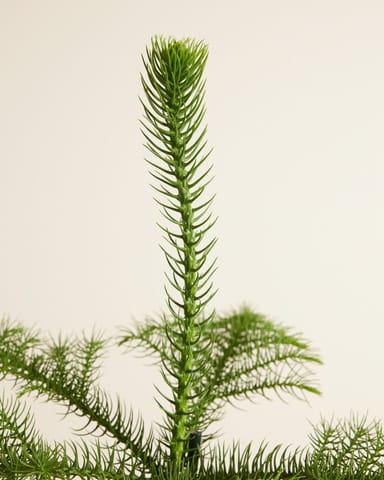 Araucaria Norfolk Island Pine Heterophylla