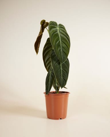 Philodendron Baumfreund Melanochrysum