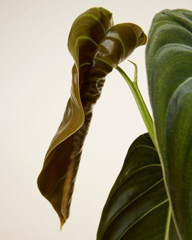 Philodendron Baumfreund Melanochrysum