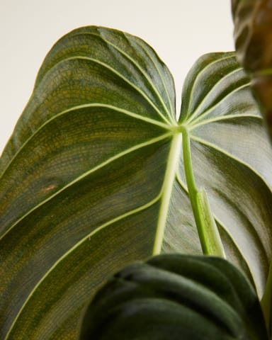 Philodendron Baumfreund Melanochrysum