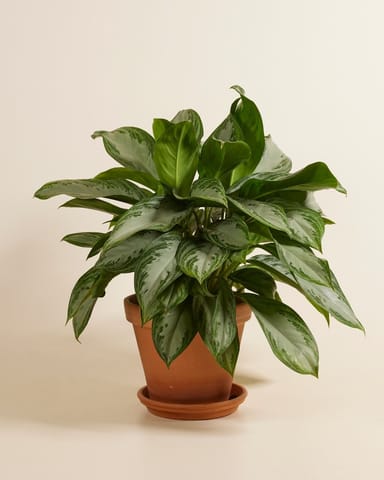 Aglaonema Kolbenfaden Kolbenfaden