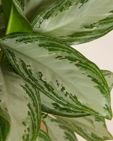 Aglaonema Kolbenfaden Kolbenfaden
