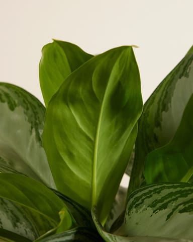 Aglaonema Kolbenfaden Kolbenfaden