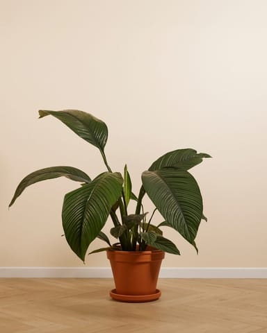 Spathiphyllum Einblatt Sensation