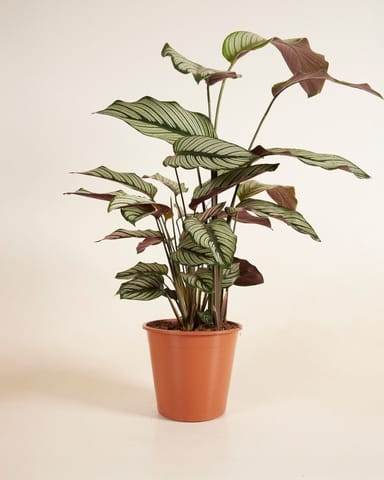 Calathea Pfeilwurze White Star