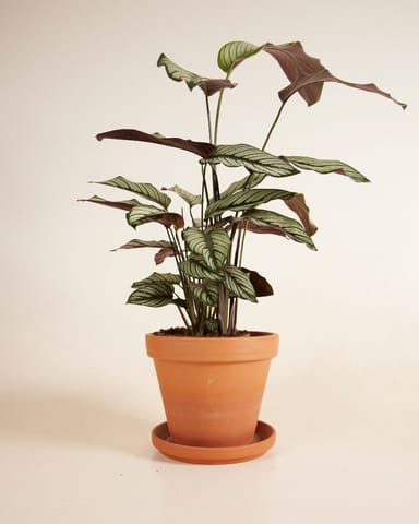 Calathea Pfeilwurze White Star
