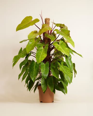 Philodendron Baumfreund Painted Lady