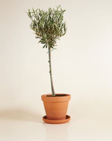 Olea Europaea