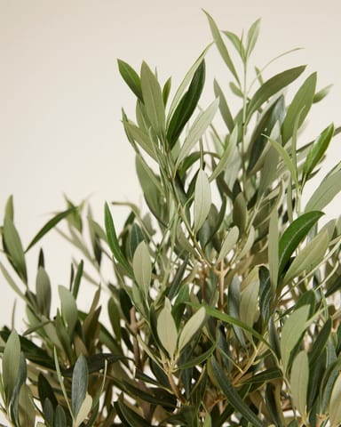 Olea Europaea