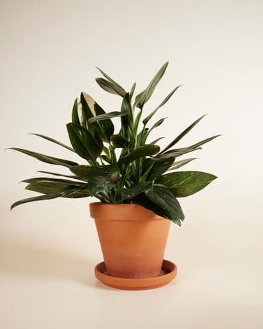 Philodendron Cobra