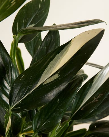 Philodendron Cobra