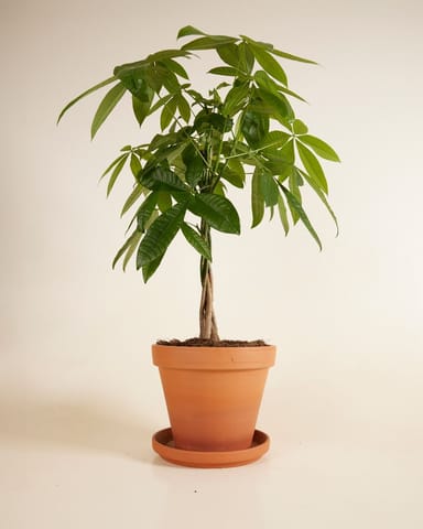 Pachira Money tree Aquatica