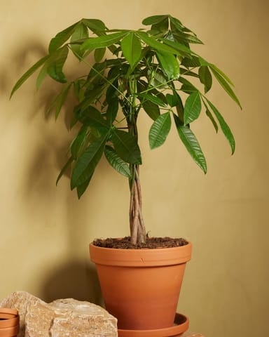 Pachira Money tree Aquatica