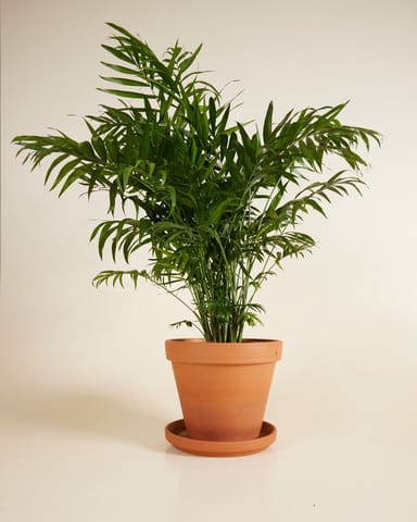 Chamaedorea Bergpalme Elegans