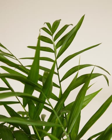 Chamaedorea Bergpalme Elegans