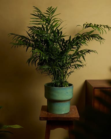 Chamaedorea Bergpalme Elegans