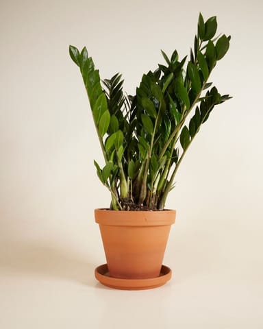 Zamioculcas Glücksfeder Zamiifolia