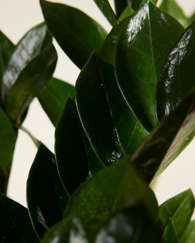 Zamioculcas Glücksfeder Zamiifolia