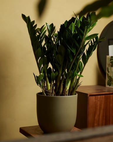 Zamioculcas Glücksfeder Zamiifolia