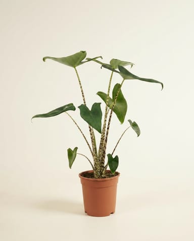Alocasia Pfeilblätter Zebrina