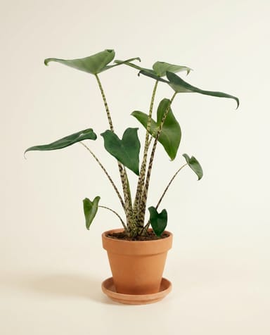 Alocasia Pfeilblätter Zebrina