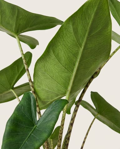 Alocasia Pfeilblätter Zebrina