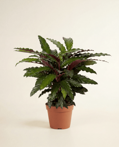 Calathea Korbmarante Wavestar
